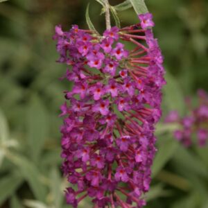 Buddleja davidii 'Nanho Purple'