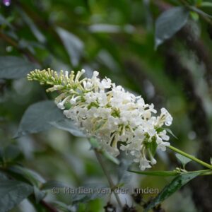 Buddleja davidii 'Nanho White'