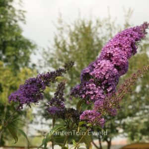 Buddleja davidii 'Peakeep' (PEACOCK)