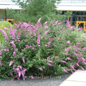 Buddleja davidii 'Pink Delight'