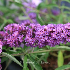 Buddleja davidii 'Podaras13' (FREE PETITE TUTTI FRUTTI)