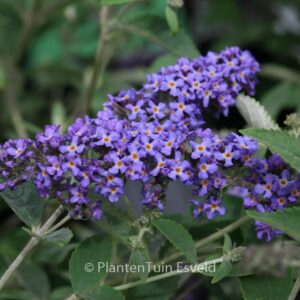 Buddleja davidii 'Podaras8' (FREE PETITE BLUE HEAVEN)