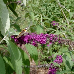 Buddleja davidii 'Royal Red'