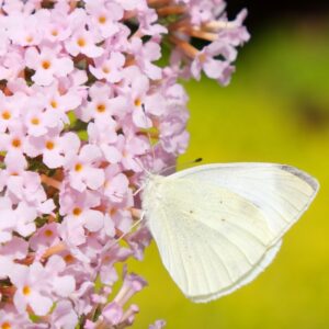 Buddleja davidii 'Rutbu2016' (Pink Panther)