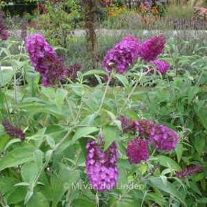 Buddleja davidii 'Tobudpipur' (BUZZ MAGENTA)