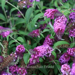 Buddleja davidii 'Tobudpipur' (BUZZ PINK PURPLE)