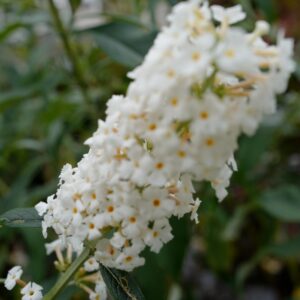 Buddleja davidii 'White Profusion'