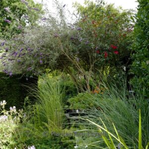 Buddleja davidii nanhoensis