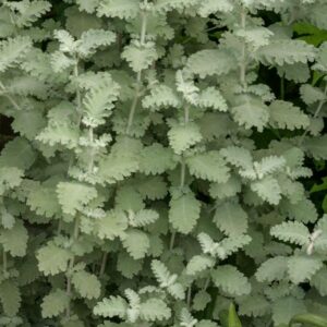 Buddleja glomerata 'Silver Service'