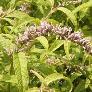 Buddleja japonica