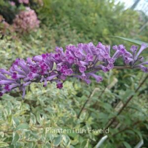 Buddleja lindleyana