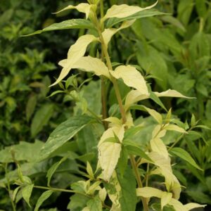 Buddleja lindleyana 'Festival'