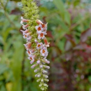 Buddleja macrostachya