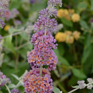 Buddleja weyeriana 'Flower Power'