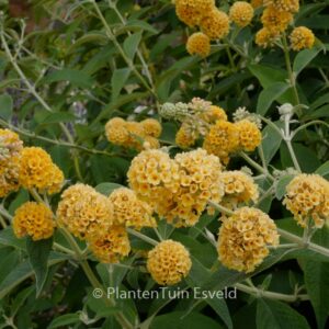 Buddleja weyeriana 'Honeycomb'