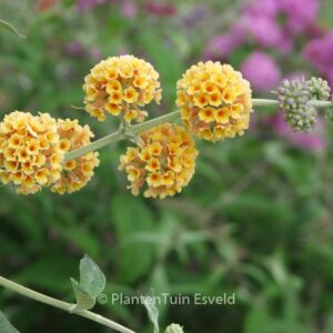 Buddleja weyeriana 'Sungold'