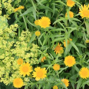 Buphthalmum salicifolium