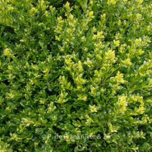 Buxus 'Green Mound'