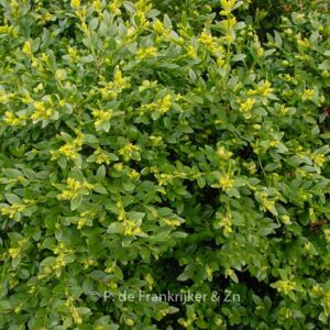 Buxus 'Green Velvet'