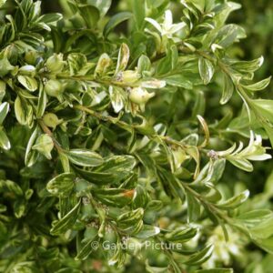 Buxus sempervirens 'Aurea Pendula'
