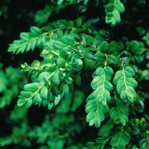 Buxus sempervirens 'Bullata'