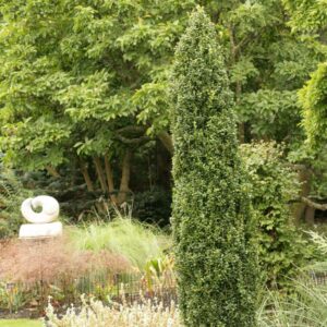 Buxus sempervirens 'Graham Blandy'