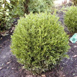 Buxus sempervirens 'Green Balloon'