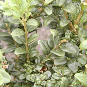 Buxus sempervirens 'Handsworthiensis'