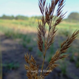 Calamagrostis acutiflora 'Avalanche'