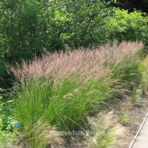 Calamagrostis acutiflora 'Karl Foerster'
