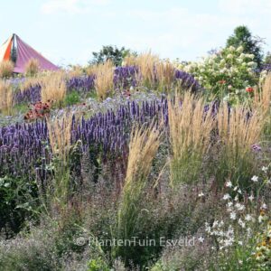 Calamagrostis acutiflora 'Overdam'
