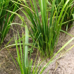 Calamagrostis acutiflora 'Waldenbuch'