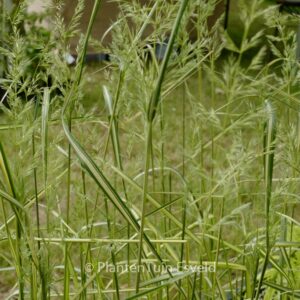 Calamagrostis acutifolia 'Eldorado'