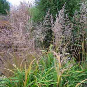 Calamagrostis sp. 'Korea'
