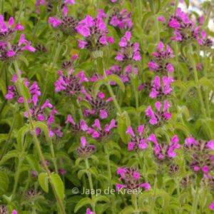 Calamintha grandiflora
