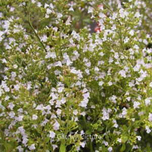Calamintha nepeta