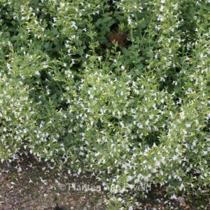 Calamintha nepeta 'Weisser Riese'