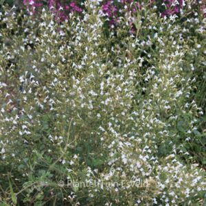 Calamintha nepeta 'White Cloud'