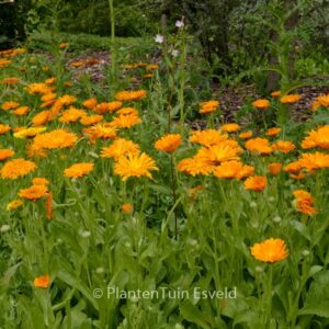 Calendula officinalis
