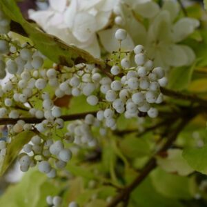 Callicarpa bodinieri 'Magical Snow Queen'