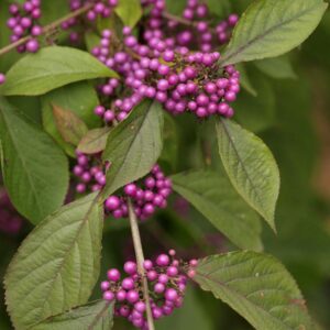 Callicarpa bodinieri 'Profusion'