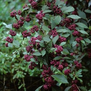 Callicarpa bodinieri giraldii