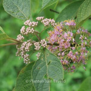Callicarpa cathayana