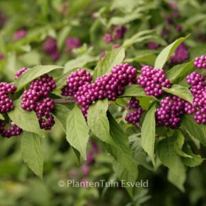 Callicarpa dichotoma 'Issai'