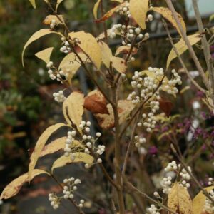 Callicarpa dichotoma f. albibacca