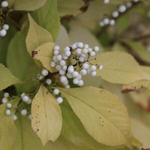 Callicarpa japonica 'Leucocarpa'