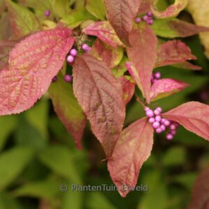 Callicarpa japonica var. luxurians