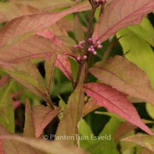 Callicarpa kwangtungensis