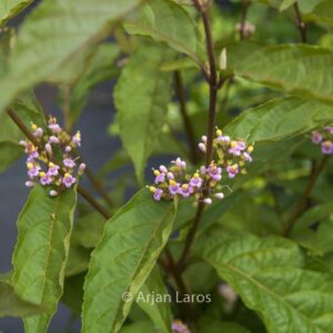 Callicarpa membranacea