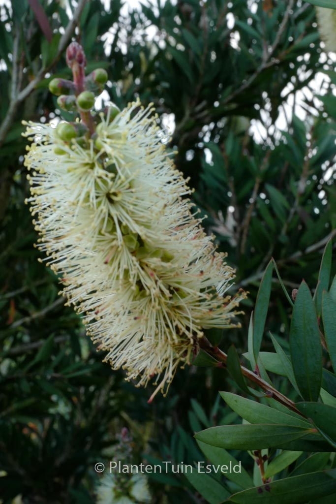 Callistemon pallidus